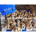 Air Dry Ginger da China